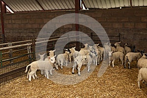 Young spring lambs all together in the corner of a lambing shed