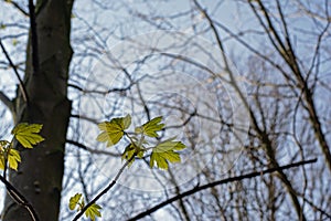 Young spring leafs, selective focus