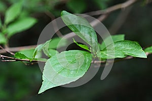 Young spring leaves of decorative deciduous tree Japanese Snowbell, latin name Styrax Japonicus photo