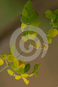 Young spring leaves of an elm tree in a forest