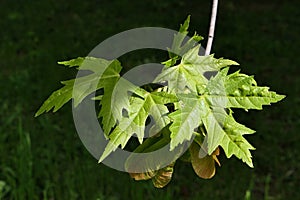 Young spring leaves and green samaras of palmate maple tree, latin name Acer Palmatum