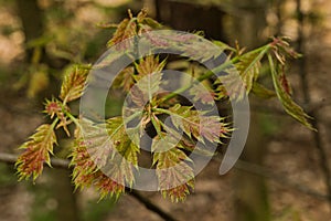 young spring leaves of a northern red oak tree - Quercus rubra
