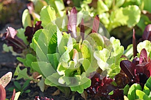 Young Spring Lettuce