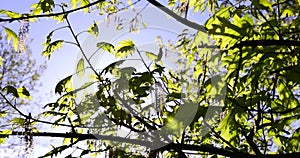 young spring oak foliage and oak flowers during flowering