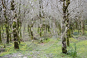 Oak forrest in Kylemore Abbey photo