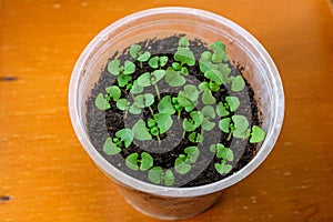 Young spring seedlings of basil in a pot. Seedlings of fragrant herbs