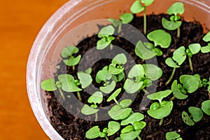 Young spring seedlings of basil in a pot. Seedlings of fragrant herbs