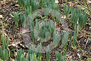 Young spring sprouts of daffodils in the garden