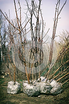 Young spring trees seedlings with roots wraped by a plastic and prepaired for sale and transportation vertical