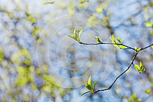 Young spring twig with green leaves against blue sky, lovely landscape of nature, new life