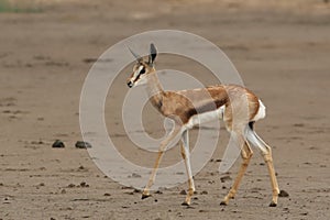 The young springbok Antidorcas marsupialis walking in the riverbed of dried river alone in the desert