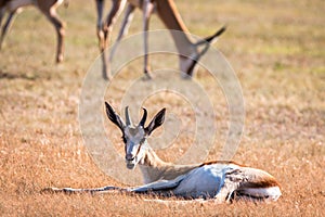 Young Springbok laying in the grass.