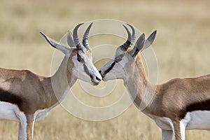 The young springbok males practice sparring for dominance on short grass