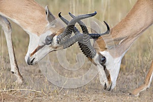 The young springbok males practice sparring for dominance on short grass