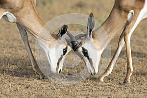 The young springbok males practice sparring for dominance on short grass