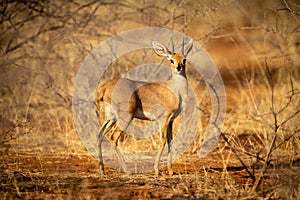 Young springbok stands in bushes eyeing camera