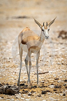 Young springbok stands on rocky salt pan