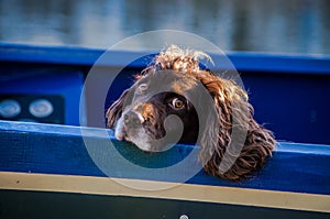 Young springel spaniel on a blue boat