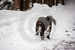 Young springer cocker in the snow, Cortina D`Ampezzo, Italy