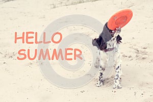 Young springer spaniel plays with a disk frisbee on nature. Funny dog