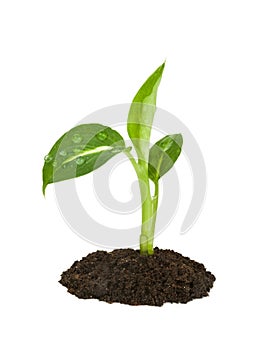 Young sprout
