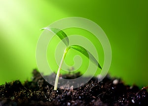 Young sprout