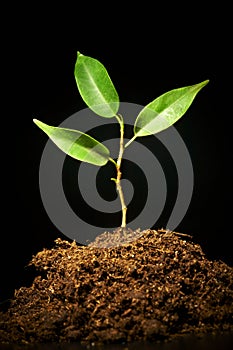 Young sprout on a black background photo