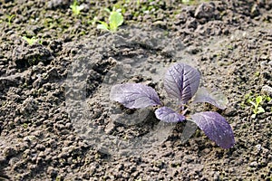 Young sprout of cabbage in the garden beds. Organic food without GMOs. The concept of organic farming and ecological