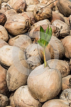 Young sprout of coconut tree.