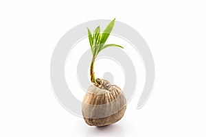 Young sprout of coconut tree.