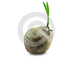 Young sprout of coconut tree grown up at the white background