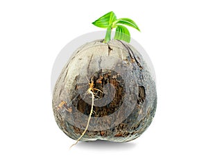 Young sprout of coconut tree grown up at the white background
