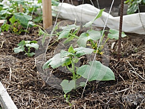 Young sprout of a cucumber in a high bed  mulched with manure in a vegetable garden in spring