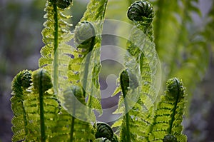 Young sprout of fern plant. Spring seasonal background.