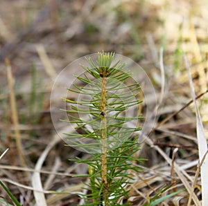 Young sprout fir tree close-up in spring.