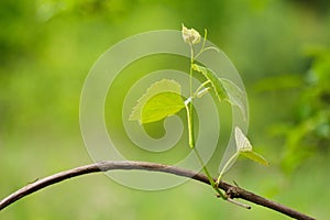 Young sprout on the grape vine