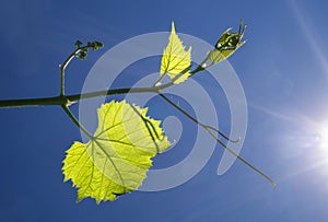 Young sprout of a grape-vine in the ray of sunshine against the blue sky