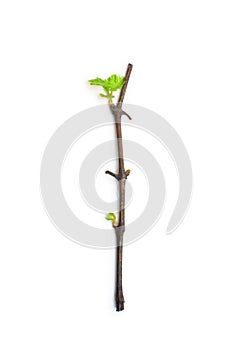 Young sprout of grapes on the vine on a white background