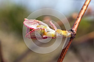 Young sprout of grapes. Vineyard buds in spring