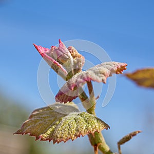 Young sprout of grapes. Vineyard buds in spring