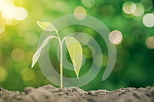 Young sprout on green background in sunlight