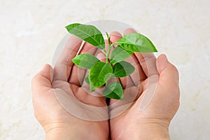 Young sprout with green leaves in woman hand palms. Growth of a new business or a new life and a symbol of nature and environment