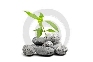 Young sprout of green plant growing on stones