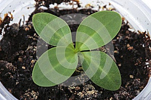 Young sprout of green seedling