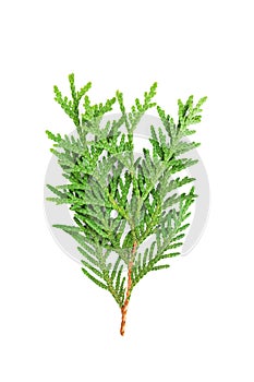 Young sprout of green thuja or arborvitae isolated on white background.