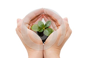 Young sprout and hands