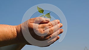 Young sprout in hands of the farmer. gardener`s hands hold a green seedling in their palms against the sky