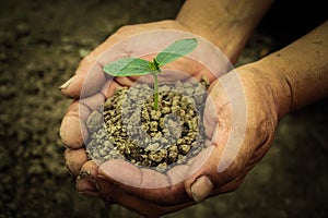 Young sprout in hands