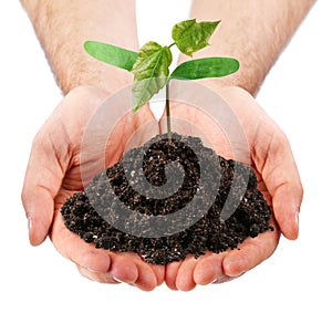 Young sprout in the hands of a man