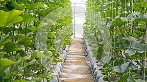 young sprout of Japanese melons or green melons or cantaloupe melons plants growing in greenhouse organic melon farm